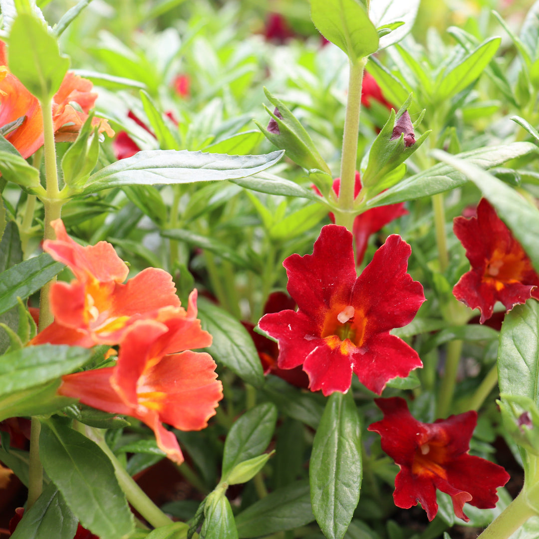 Al's Garden & Home generic Monkey Flower (Mimulus x bartonianus Rivoire), 6 Inch annual