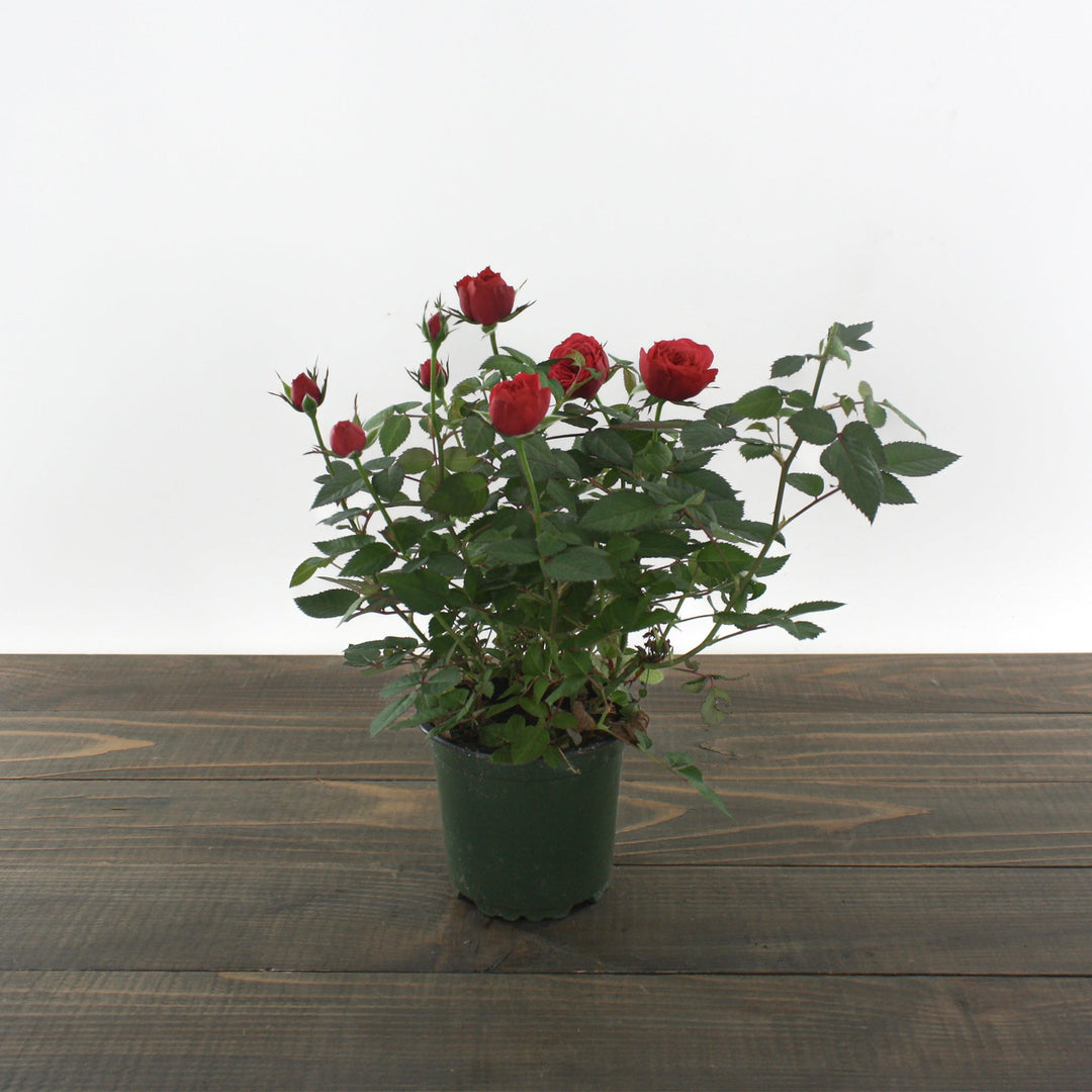 Assorted Spring Blooming Bulbs