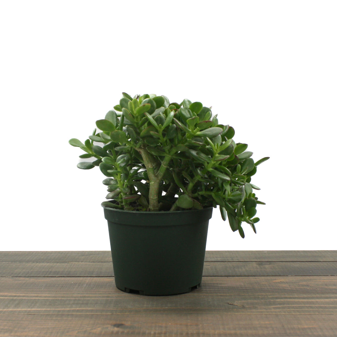 Crassula ovata 'Minima' Mini Jade Plant, Houseplant