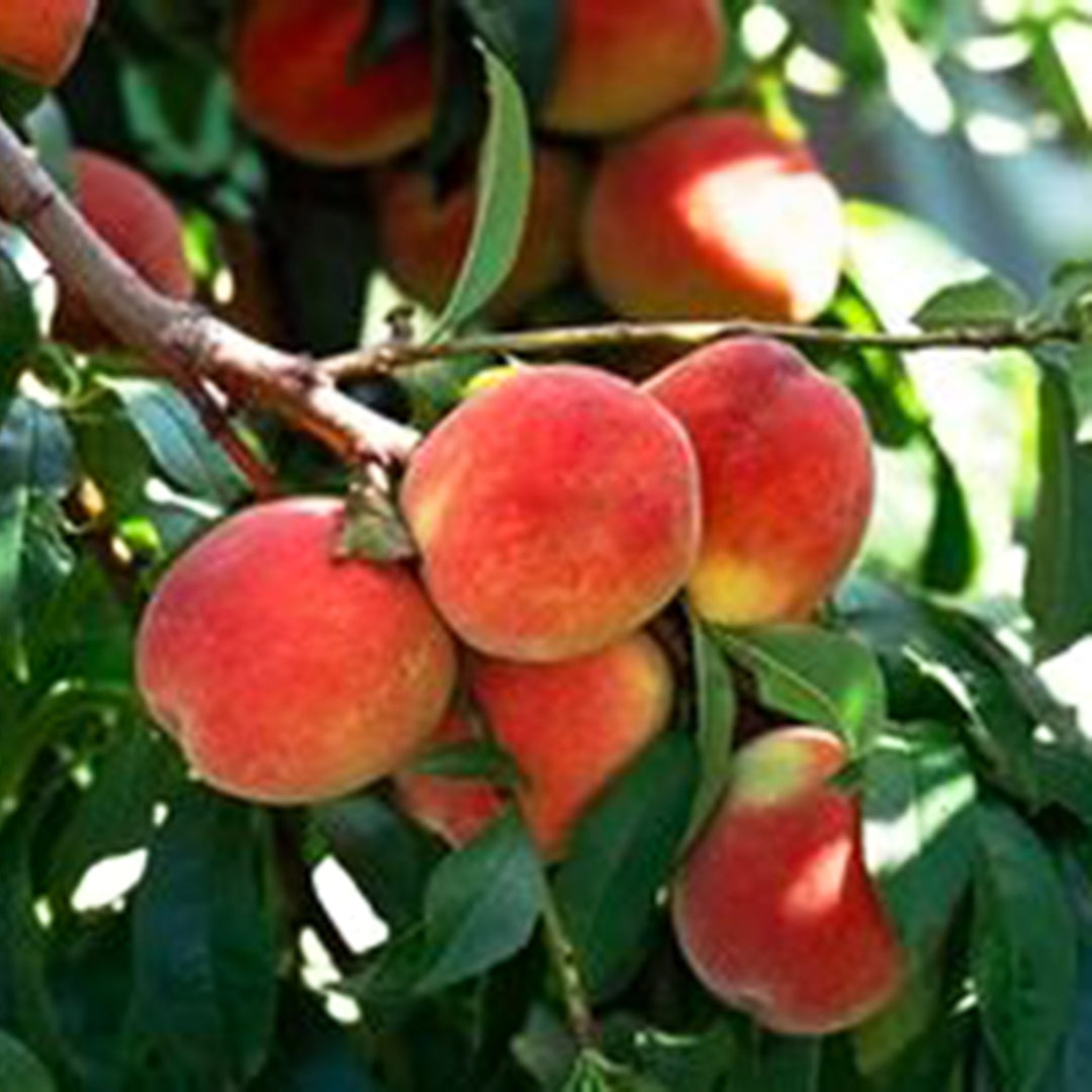 Prunus persica 'Honey Babe' Semi-Dwarf Peach, 7 Gallon Trees