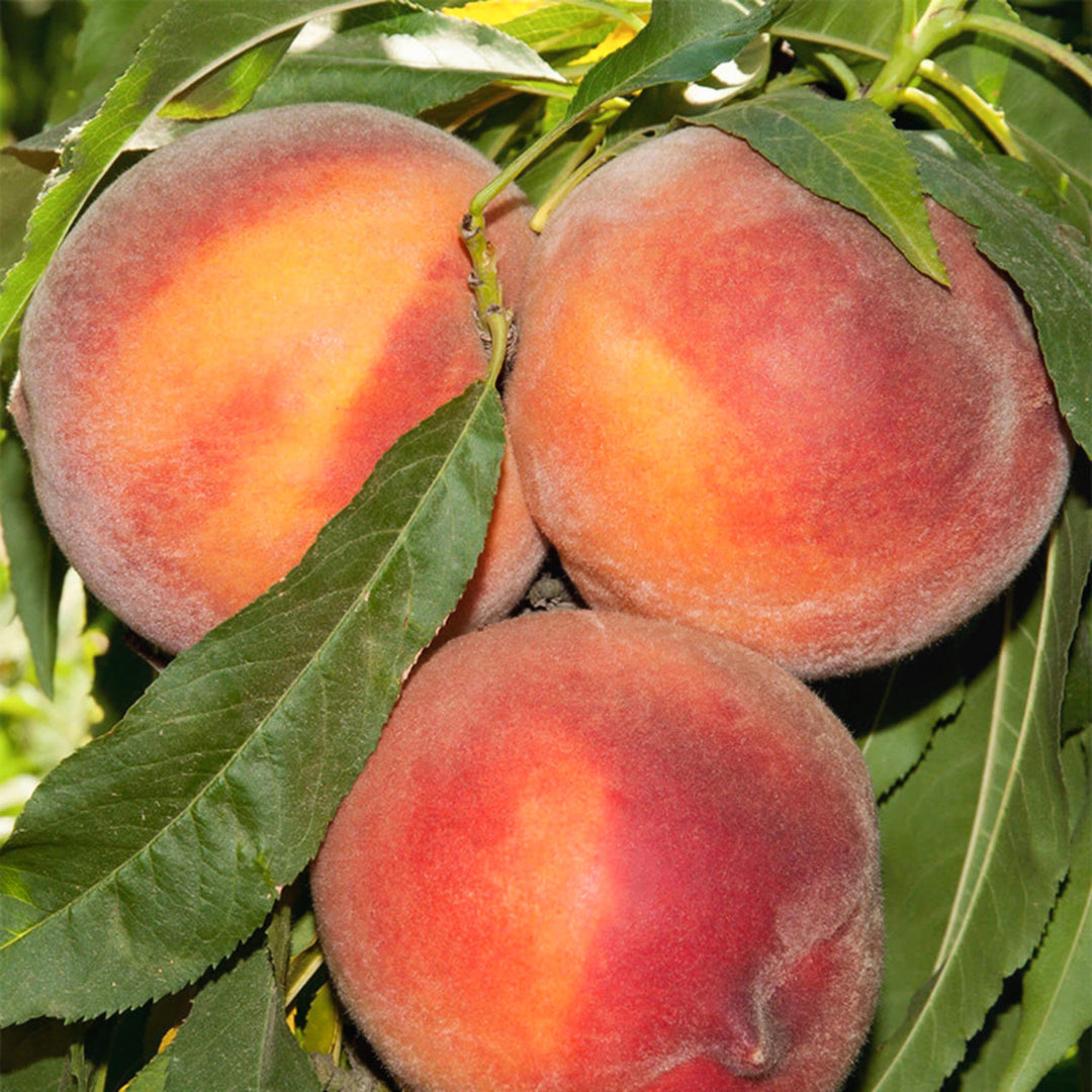 Prunus persica 'Pix Zee' Semi-Dwarf Peach, 7 Gallon Trees