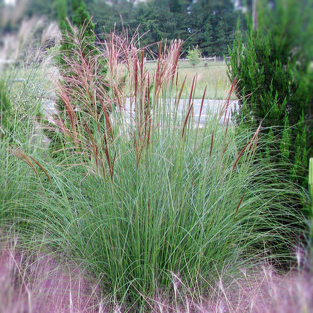 Miscanthus sinensis 'Gracillimus' Miscanthus, 2 Gallon Perennials