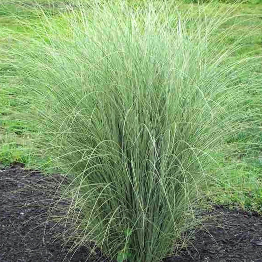 Miscanthus sinensis 'Morning Light' Miscanthus, 1 Gallon Perennials