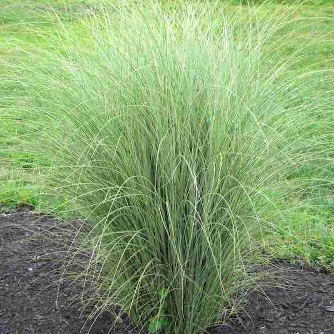 Miscanthus sinensis 'Little Kitten' Miscanthus, 1 Gallon Perennials