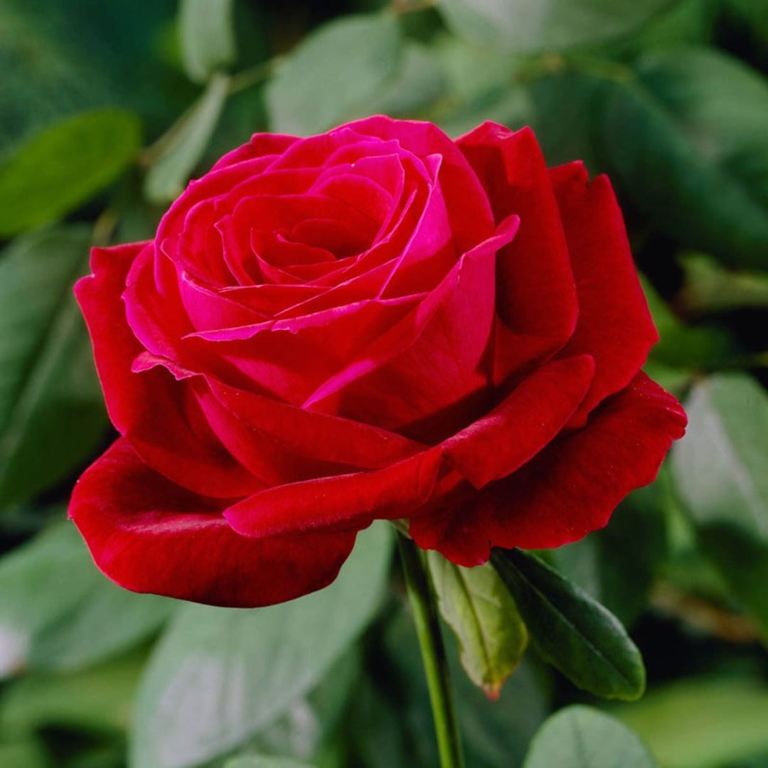 Rosa 'Mister Lincoln' Hybrid Tea Rose, Shrub