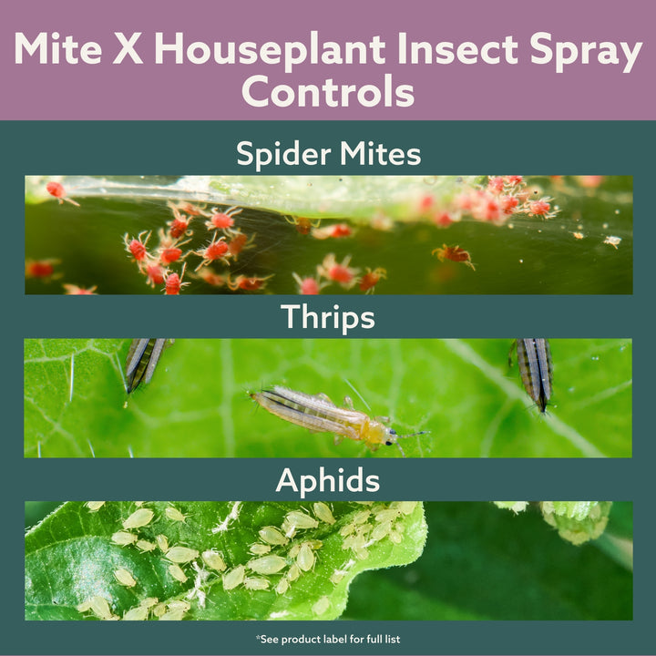 Bonide Mite X Houseplant Insect Control Spray