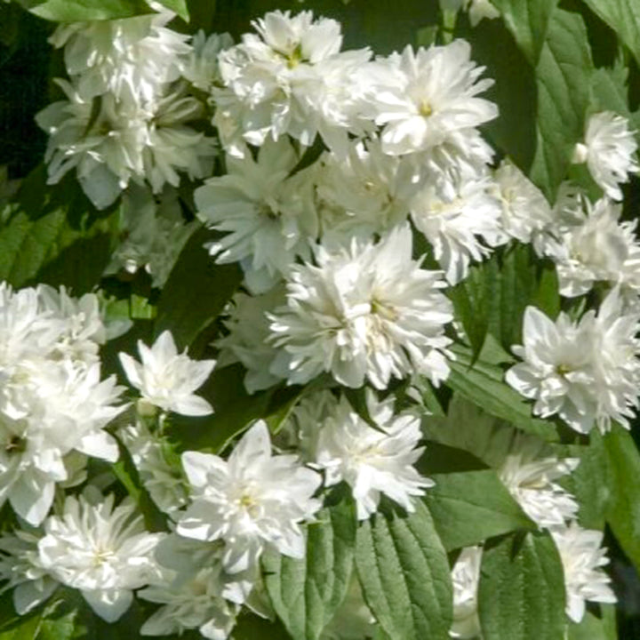 Al's Garden & Home 'Miniature Snowflake' Mock Orange (Philadelphus virginalis), 7 Gallon shrub