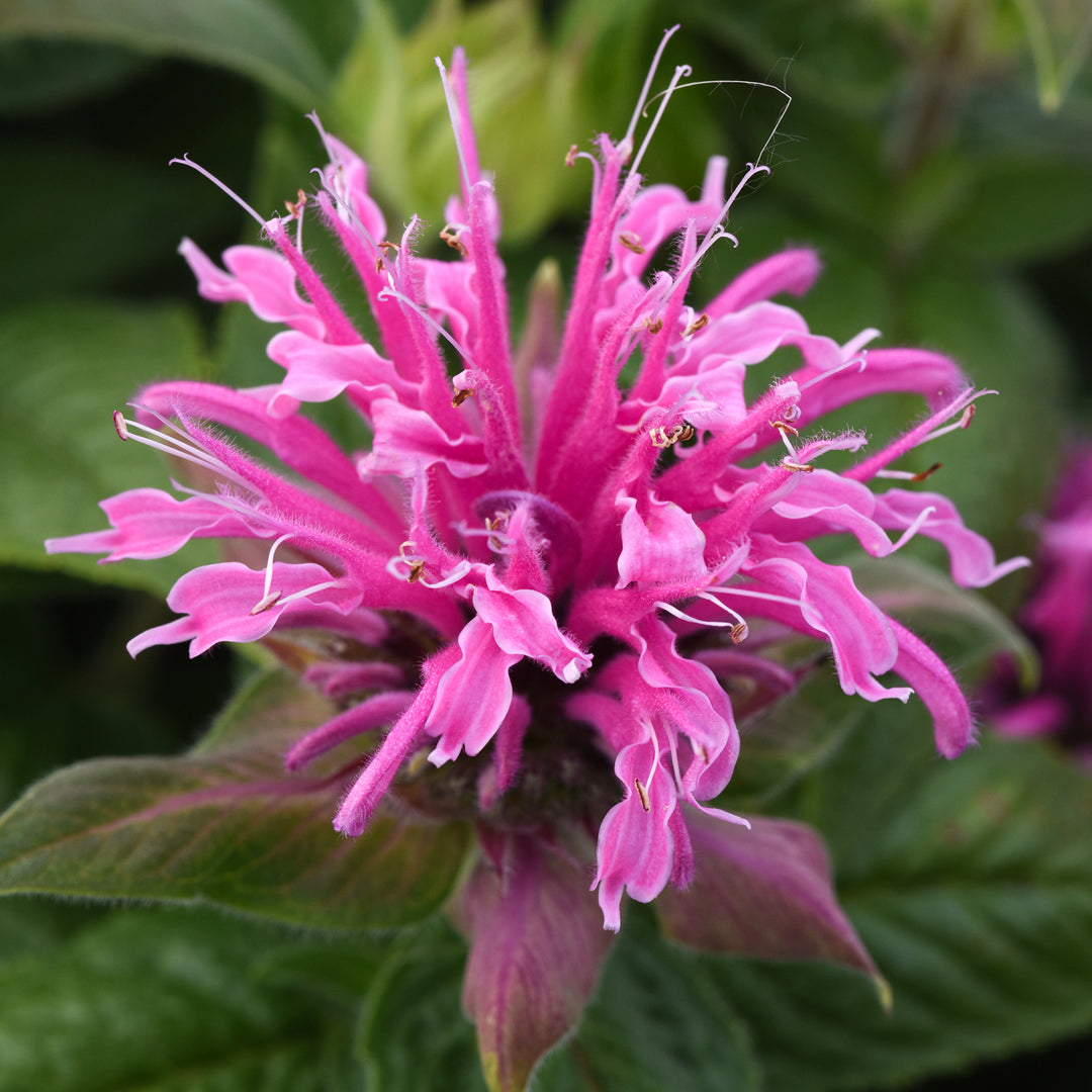 Al's Garden & Home 'Bee-Mine Pink' Bee Balm (Monarda), 1 Gallon perennial