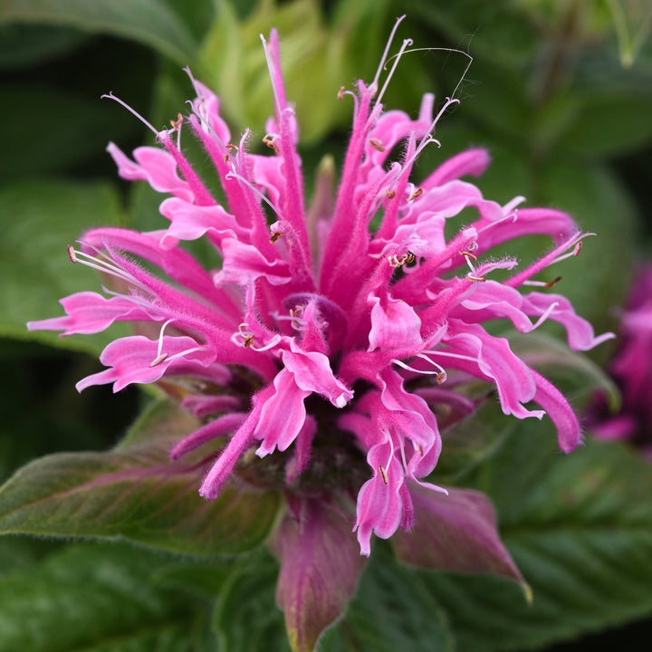 Al's Garden & Home 'Bee-Mine Pink' Bee Balm (Monarda), 1 Gallon perennial