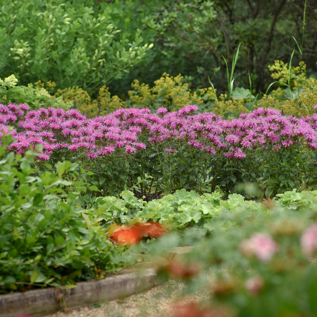 Al's Garden & Home 'Bee-Mine Pink' Bee Balm (Monarda), 1 Gallon perennial