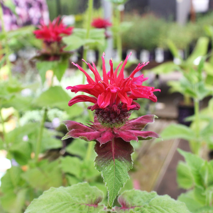 Monarda didyma 'Fireball' Bee Balm, 1 Gallon Perennials