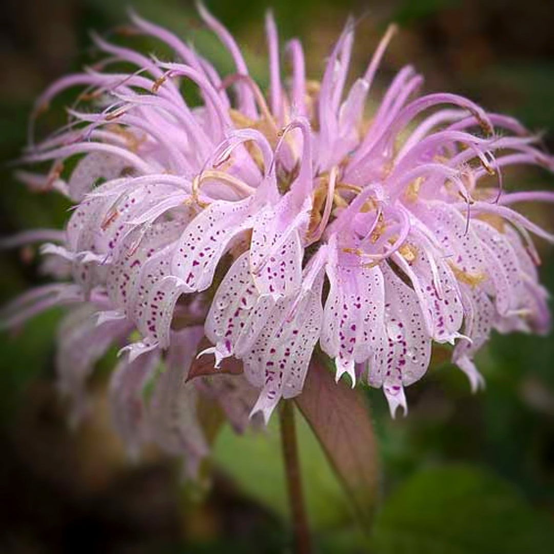 Monarda didyma 'Midnight Oil' Bee Balm, 1 Gallon Perennials