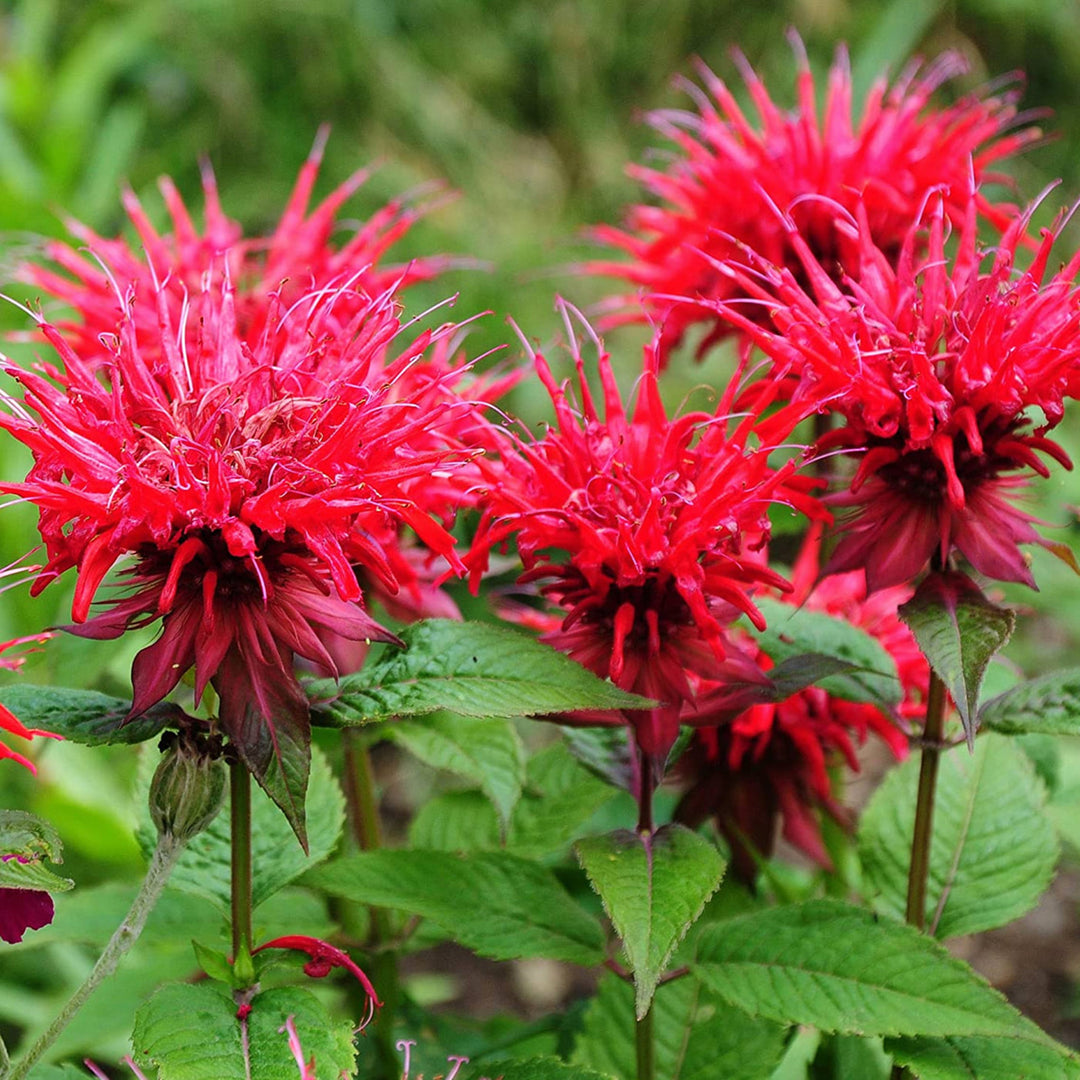 Al's Garden & Home 'Panorama Red Shades' Bee Balm (Monarda), 1 Gallon perennial