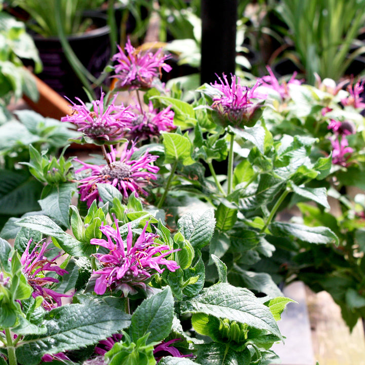 Monarda didyma 'Pocahontas Deep Purple' Bee Balm, 1 Gallon Perennials