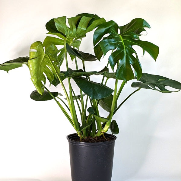 Monstera deliciosa Split Leaf Philodendron, 6 Inch Houseplants