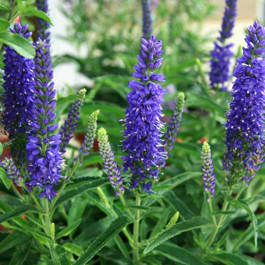 Veronica x 'Balmoodluim' PP35734 Veronica, 1 Gallon Perennials