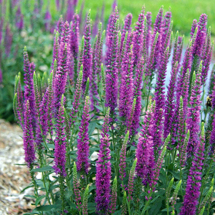 Veronica x 'Balmoomau' PP31833 Veronica, 1 Gallon Perennials