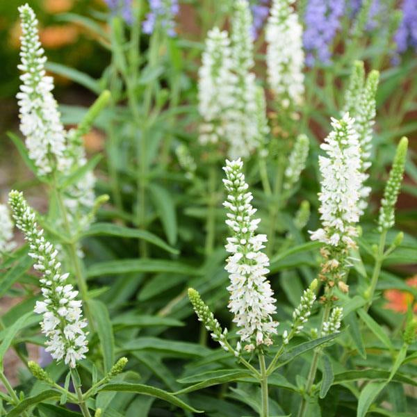 Veronica x 'Moody Blues White' Veronica, 1 Gallon Perennials