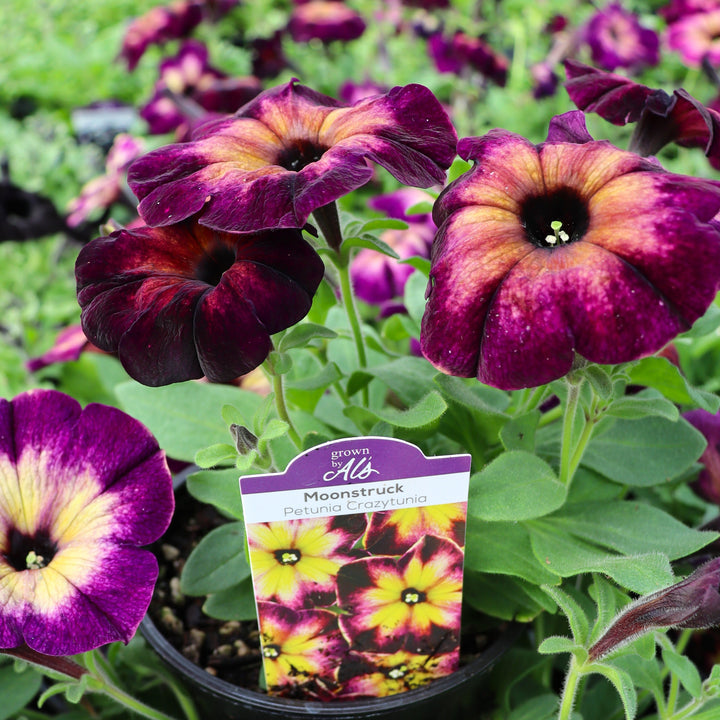 Petunia x 'Moonstruck' Premium Petunia, Annual