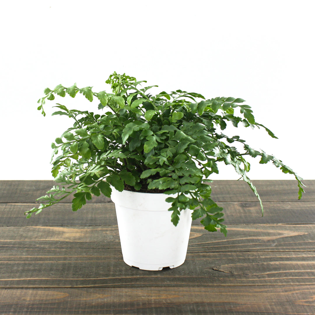 Al's Garden & Home generic Mother Fern (Asplenium parvarti), 4 Inch houseplant