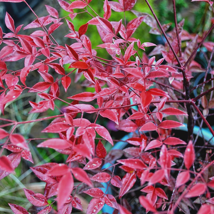 Al's Garden & Home 'Moyers Red' Heavenly Bamboo (Nandina domestica), 1 Gallon shrub