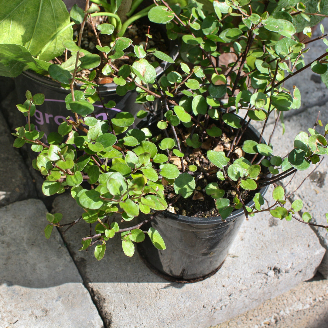 Muehlenbeckia axillaris 'Emerald Dream' Wire Vine, 1 Quart Perennials