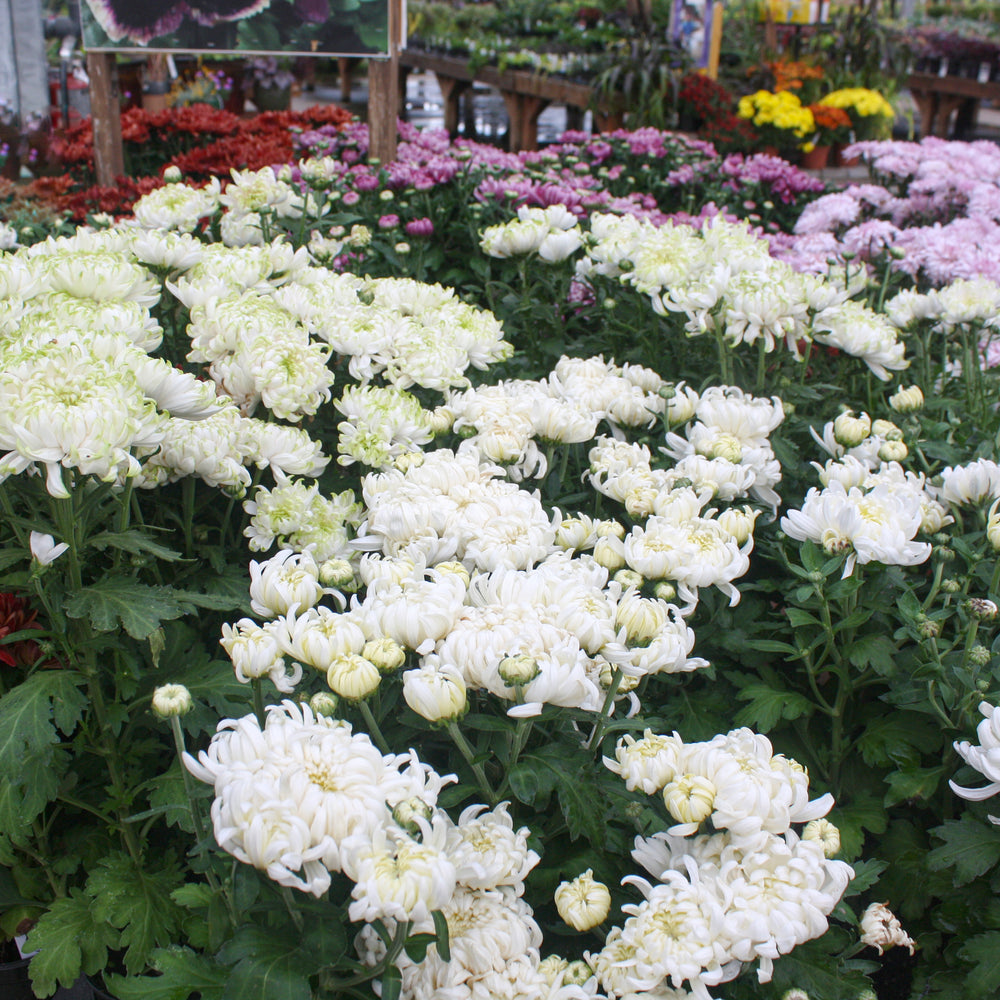 Al's Garden & Home Mum Novelty Quart