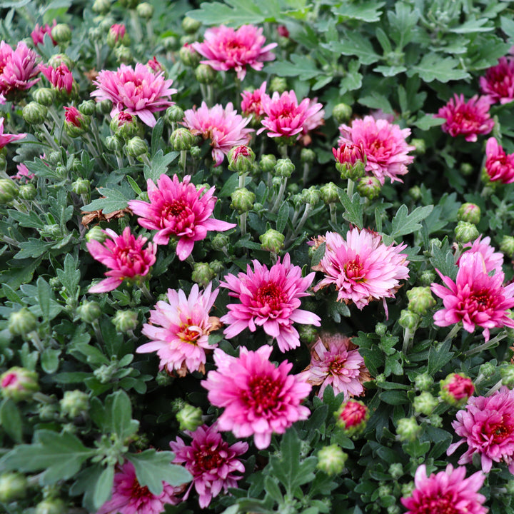 Al's Garden & Home 'Pink' Mums (Chrysanthemum), 4 Inch annual