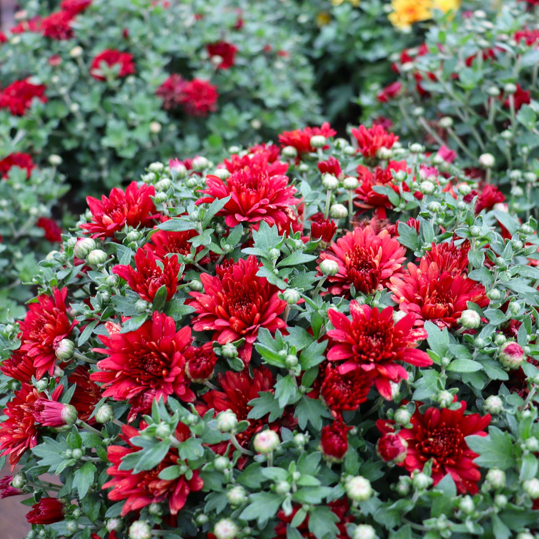 Al's Garden & Home 'Red' Mums (Chrysanthemum), 4 Inch annual