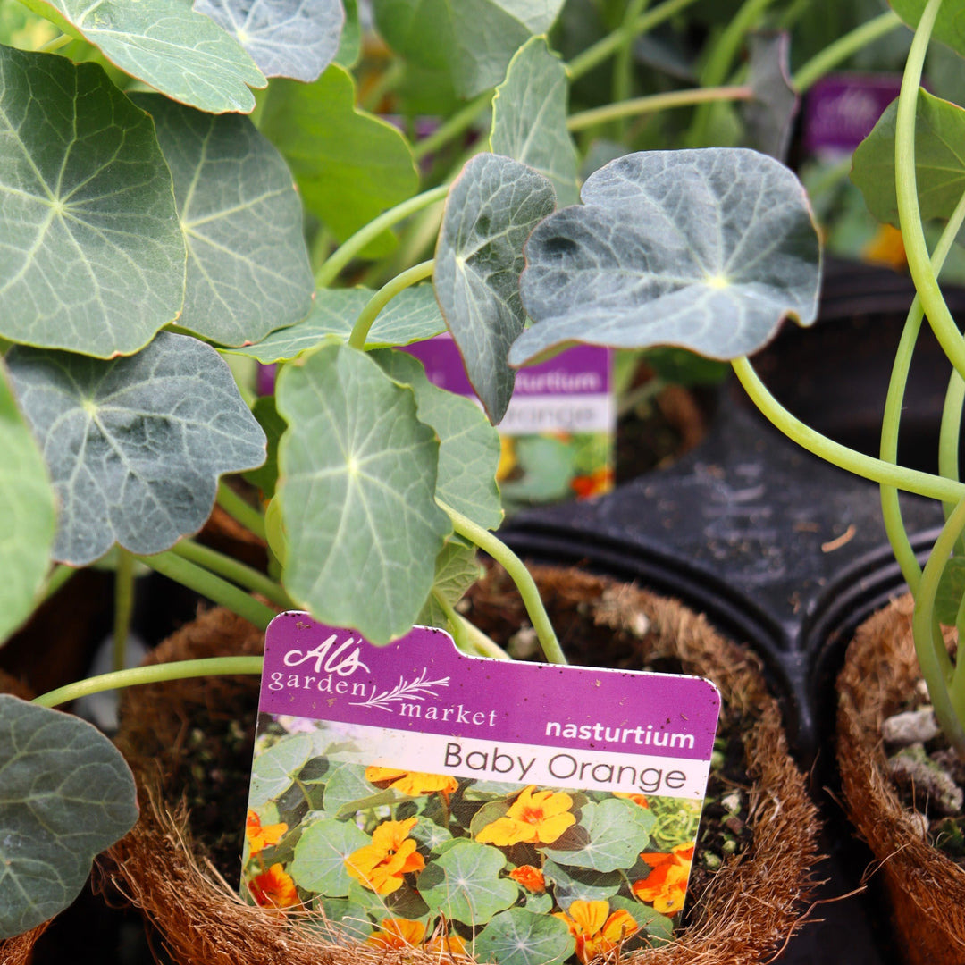 Tropaeolum minus 'Baby Orange' Dwarf Nasturtium, 4 Inch Annuals