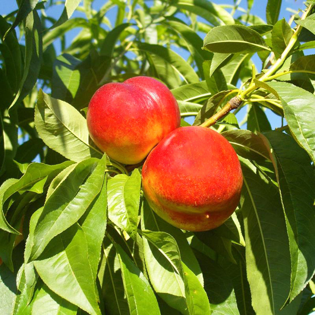 Prunus persica var. nucipersica 'Fantasia' Semi-Dwarf Nectarine, 7 Gallon Trees
