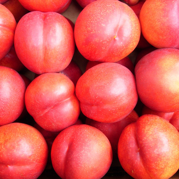 Prunus persica var. nucipersica 'Fantasia' Semi-Dwarf Nectarine, 7 Gallon Trees