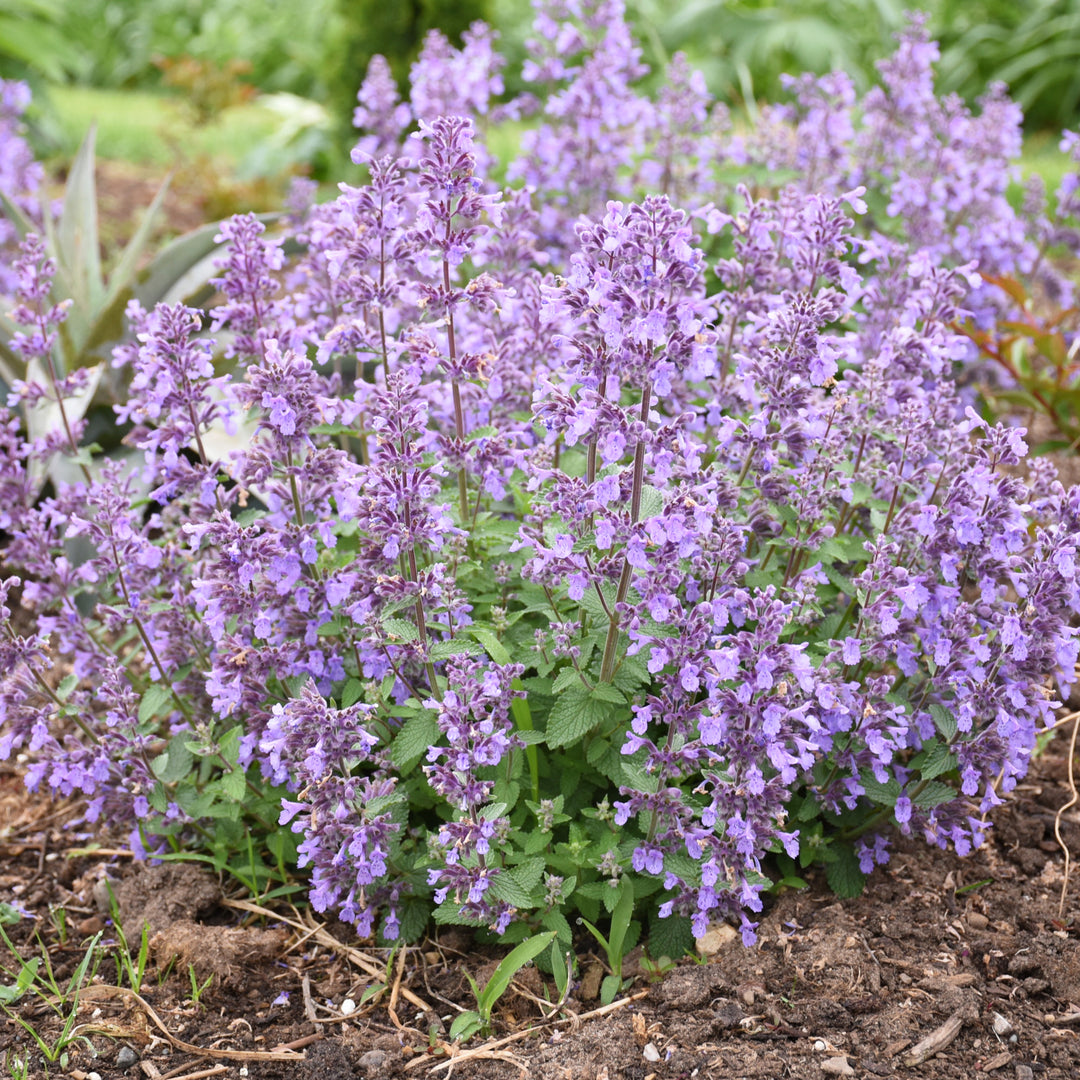 Nepeta - 'Picture Purrfect' Catmint