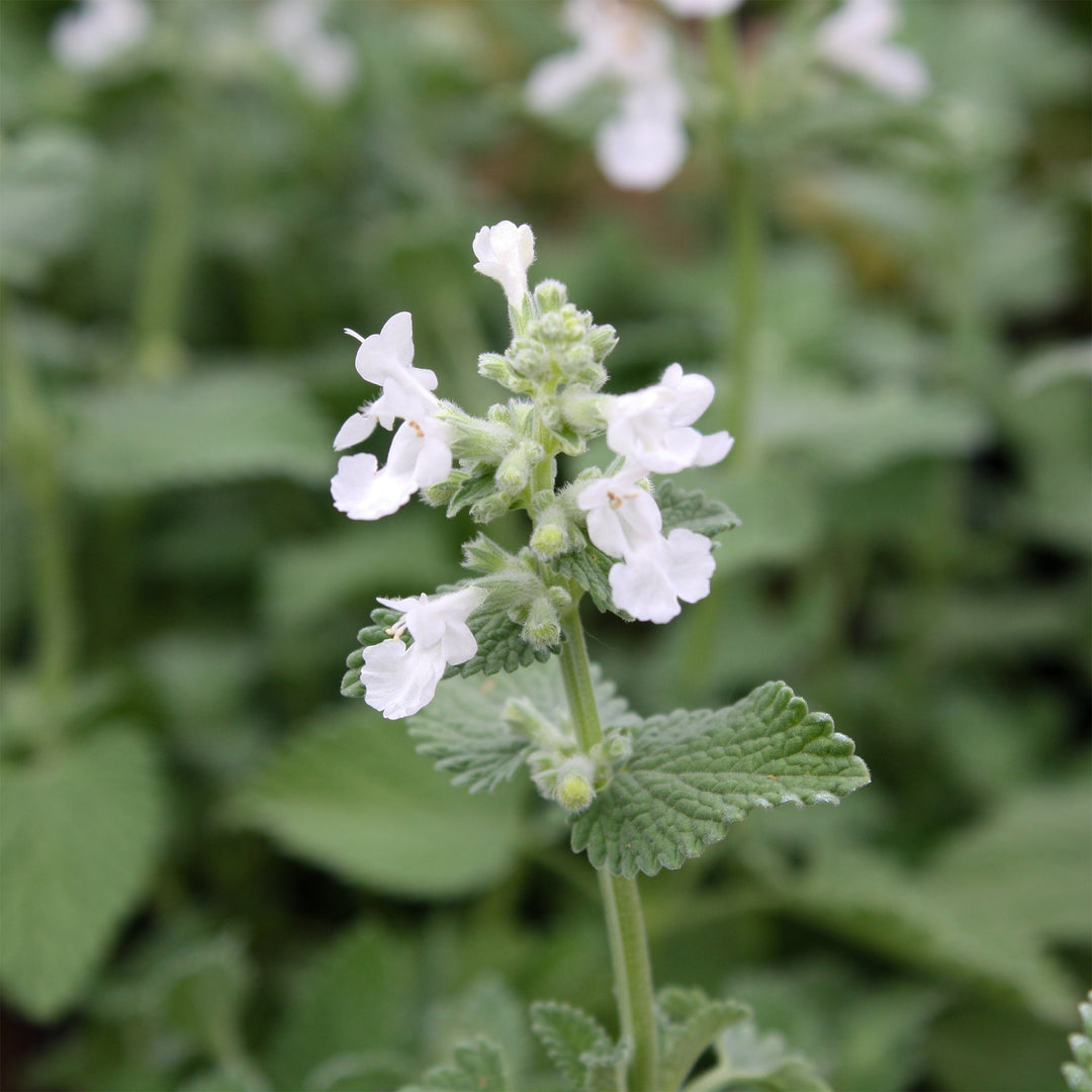 Nepeta racemosa 'Snowflake' Catmint, 1 Gallon Perennials