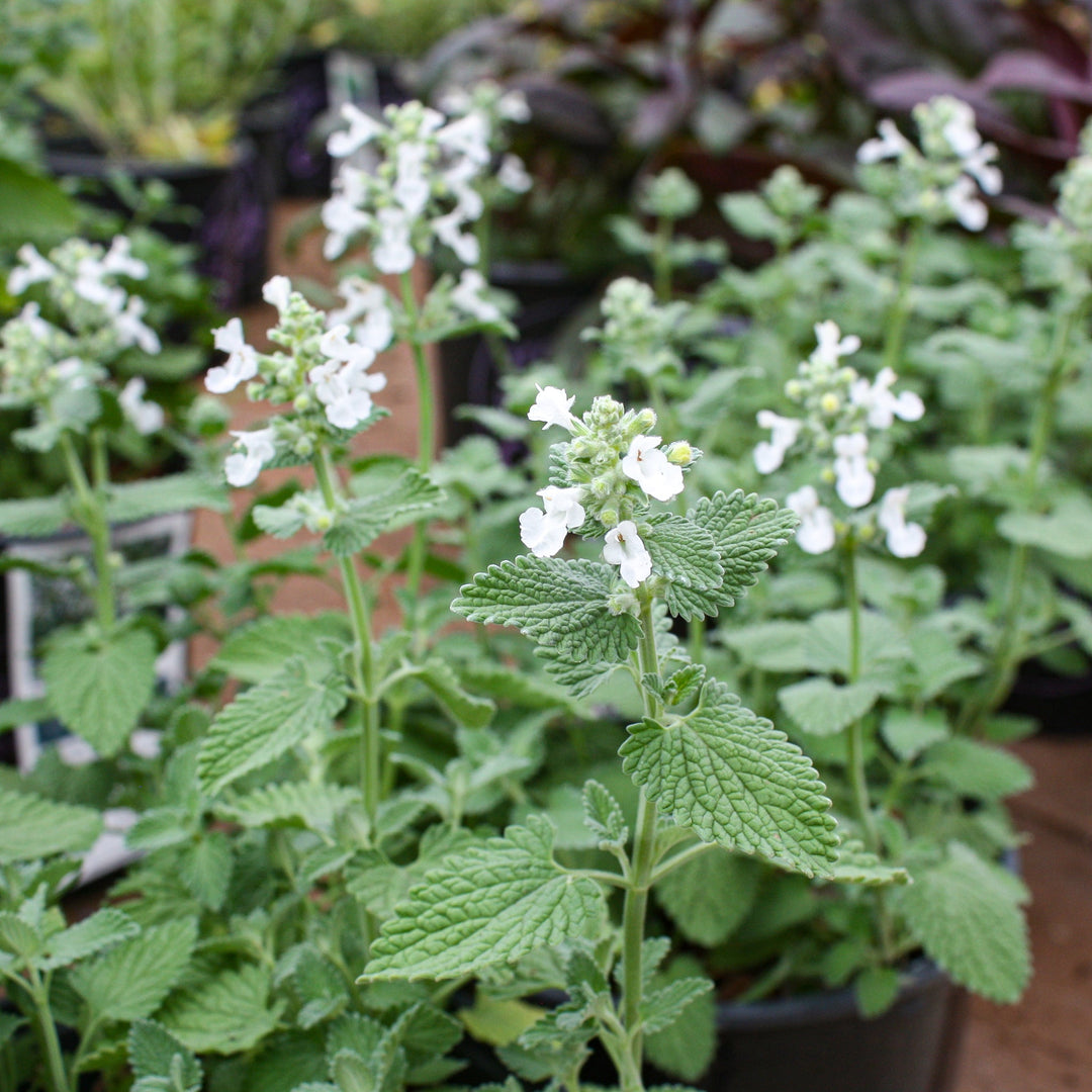 Nepeta racemosa 'Snowflake' Catmint, 1 Gallon Perennials