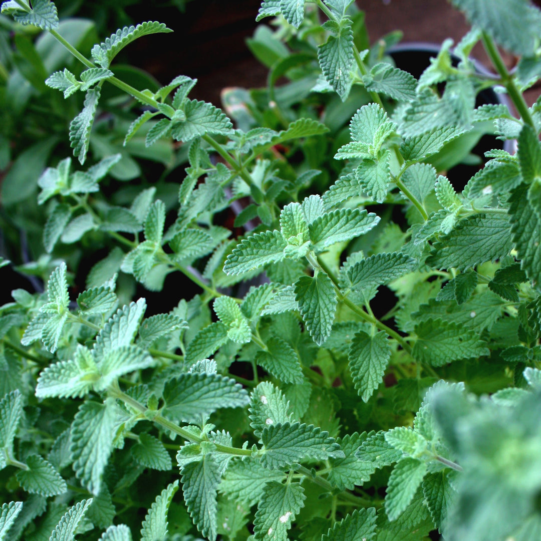 Nepeta grandiflora 'Summer Magic' PP27090 Catmint, 1 Gallon Perennials