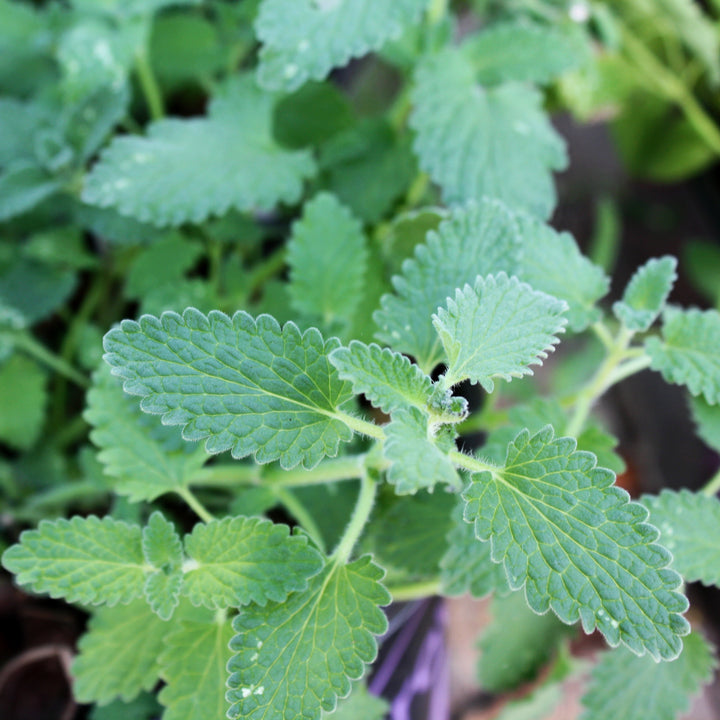 Al's Garden & Home 'Junior Walker' Catmint (Nepeta), 1 Gallon perennial