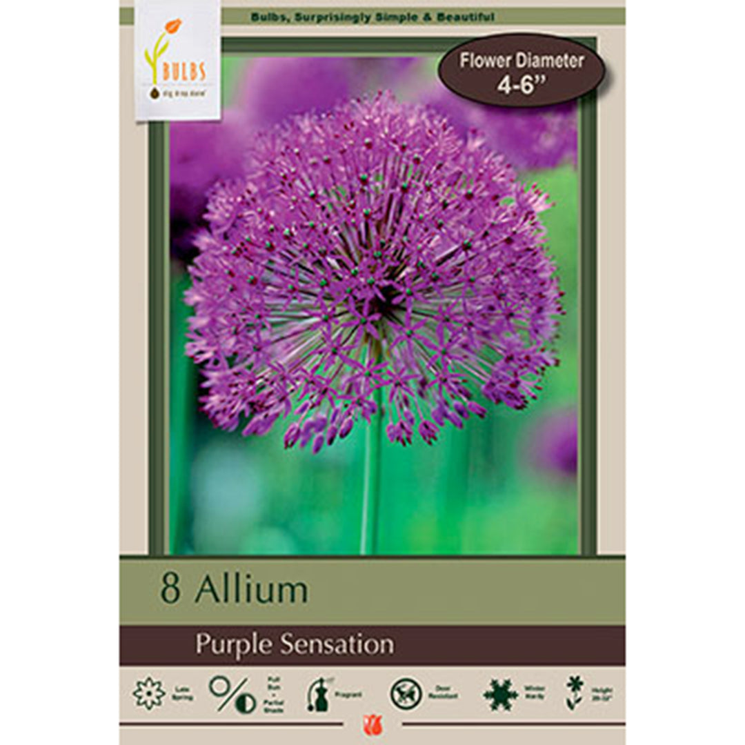 Netherland Bulbs - Flowering Onion 'Purple Sensation'