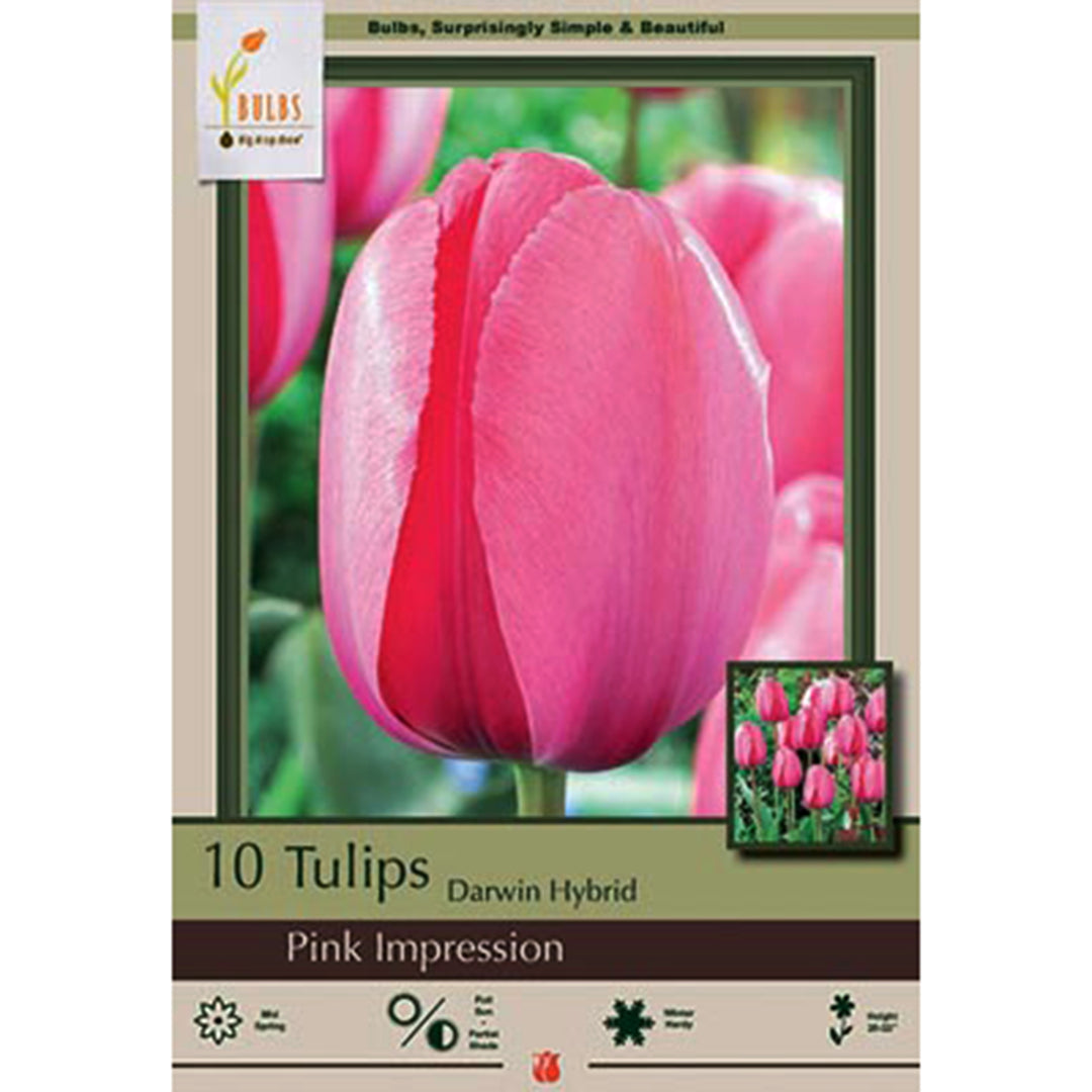 Netherland Tulip Bulb - 'Pink Impression'