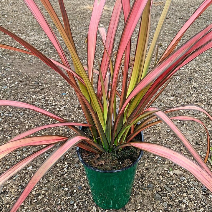 Phormium 'Mat's Merlot' New Zealand Flax, 1 Quart Perennials