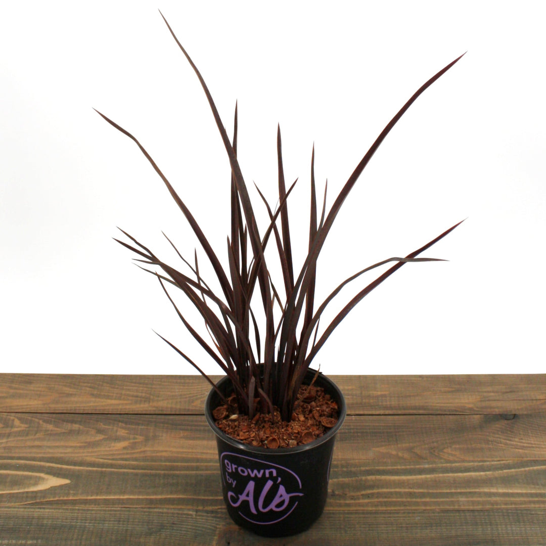 Phormium 'Amazing Red' New Zealand Flax, 1 Gallon Perennials