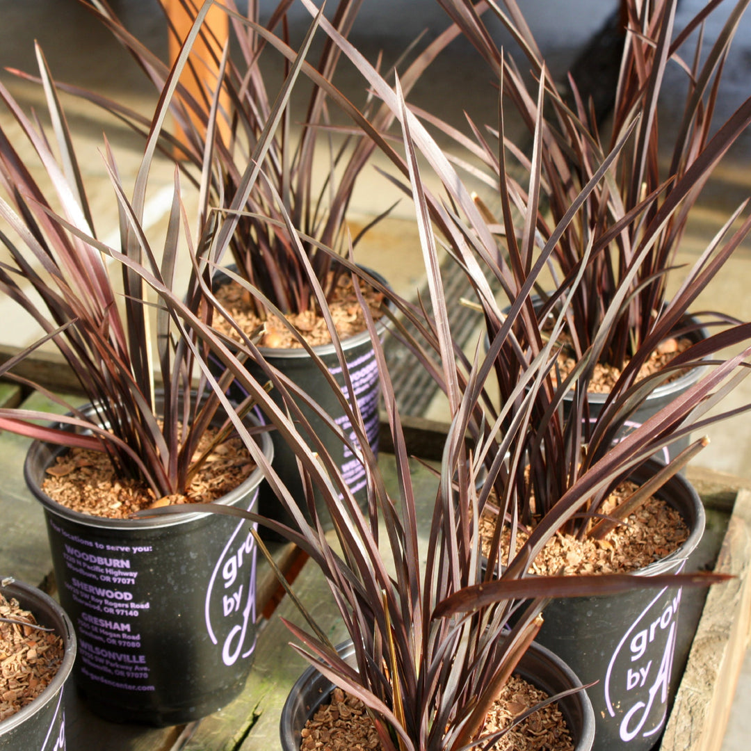 Phormium 'Amazing Red' New Zealand Flax, 1 Gallon Perennials
