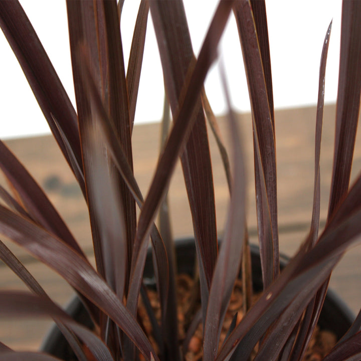 Phormium 'Amazing Red' New Zealand Flax, 1 Gallon Perennials