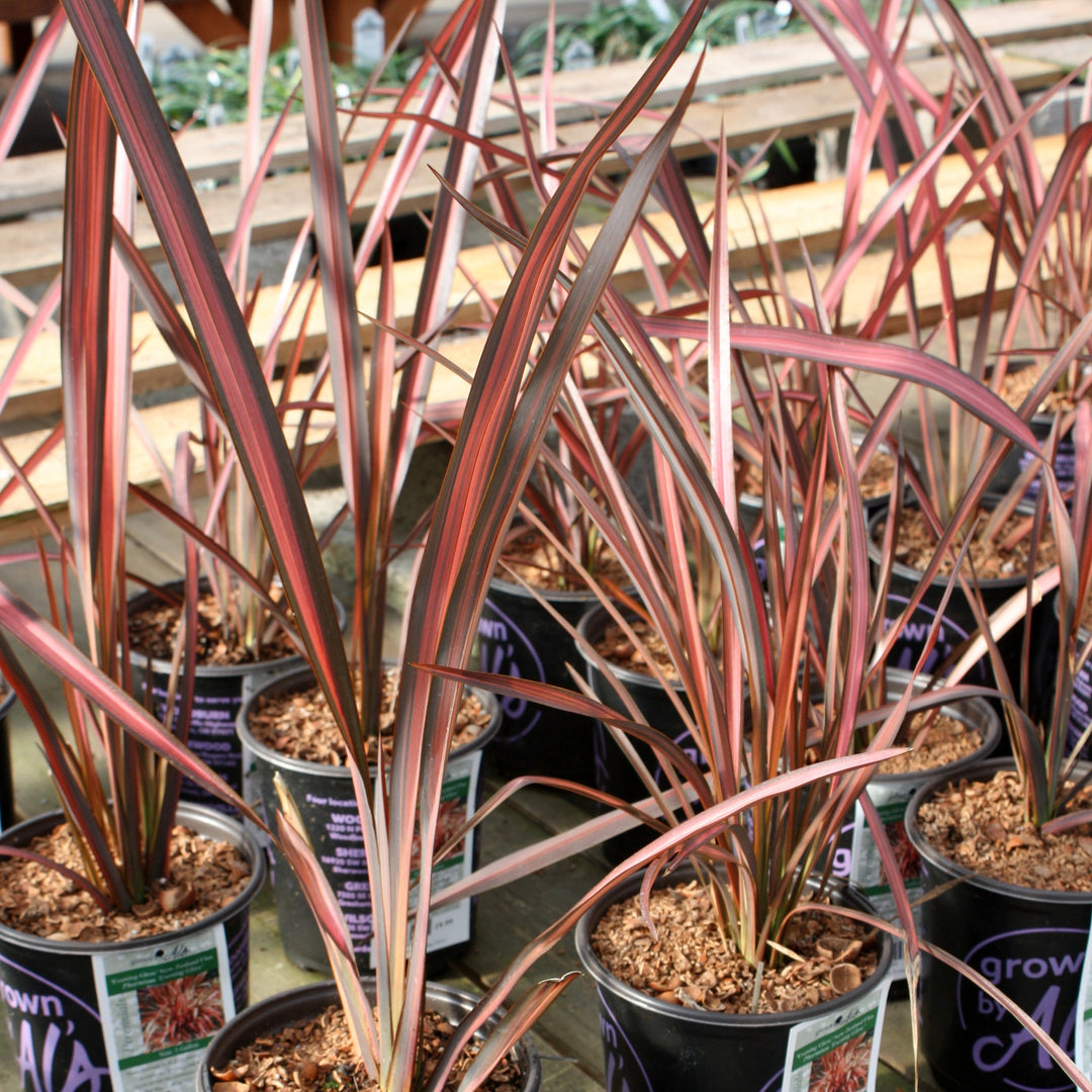 Phormium 'Evening Glow' New Zealand Flax, 1 Gallon Perennials