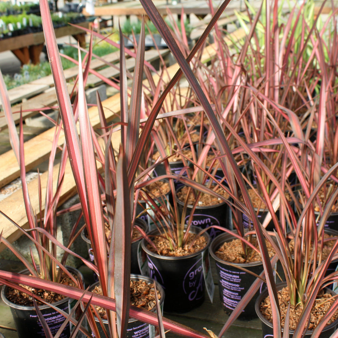 Phormium 'Evening Glow' New Zealand Flax, 1 Gallon Perennials