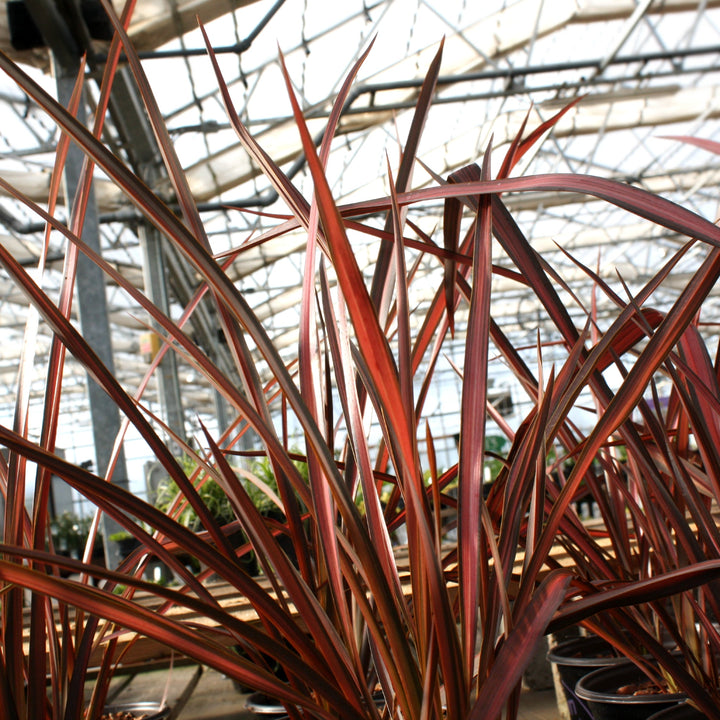 Phormium 'Evening Glow' New Zealand Flax, 1 Gallon Perennials