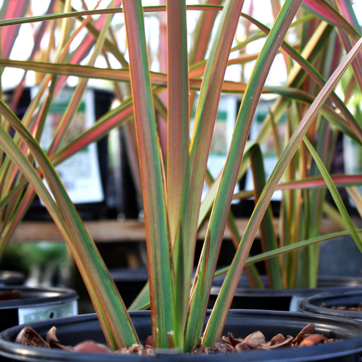 Phormium 'Jester' New Zealand Flax, 1 Gallon Perennials