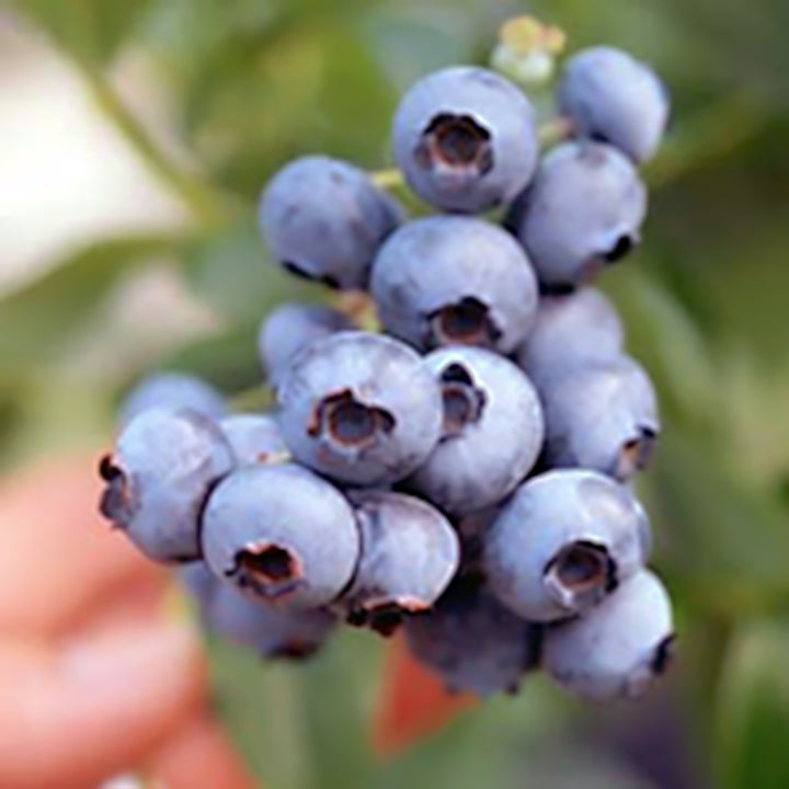 Al's Garden & Home 'Spartan' Blueberry (Vaccinium), 1 Gallon edible shrub