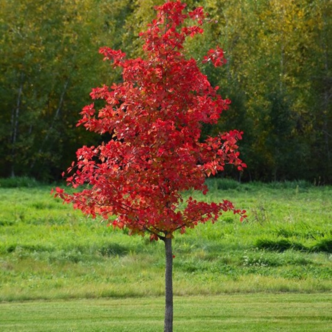 Wildfire Black Tupelo