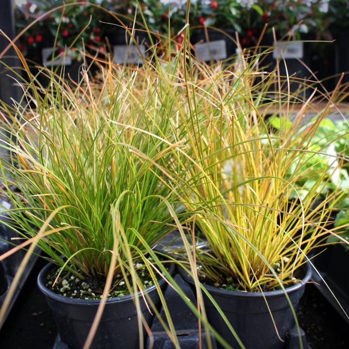 Carex testacea Orange Sedge, 1 Quart Perennials